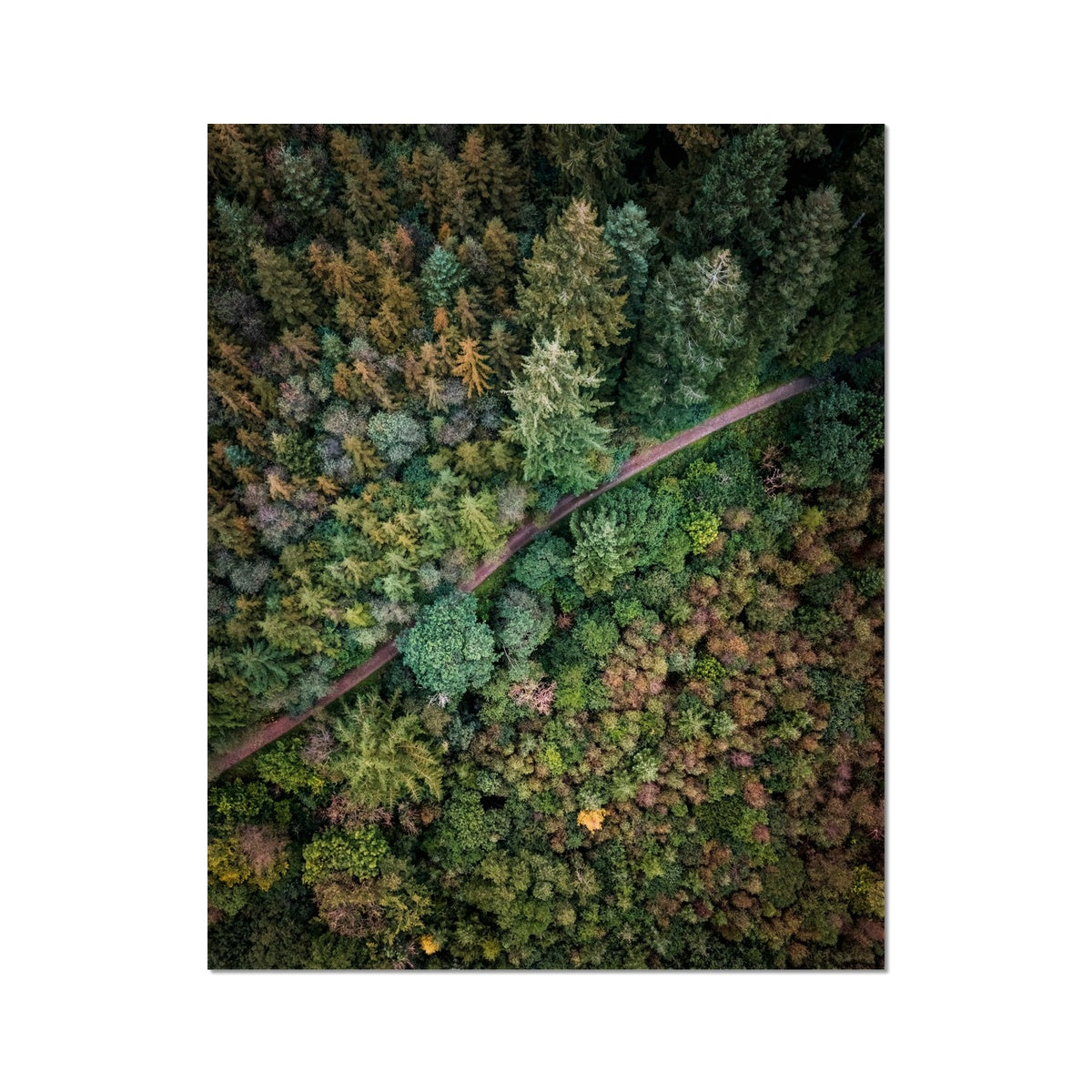 cardinham woods
