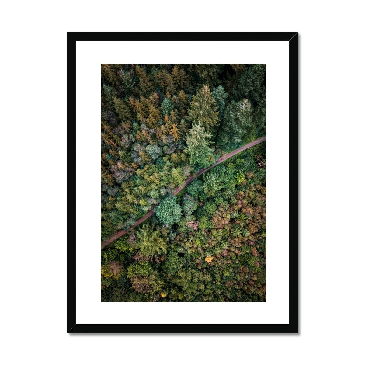 cardinham woods framed print