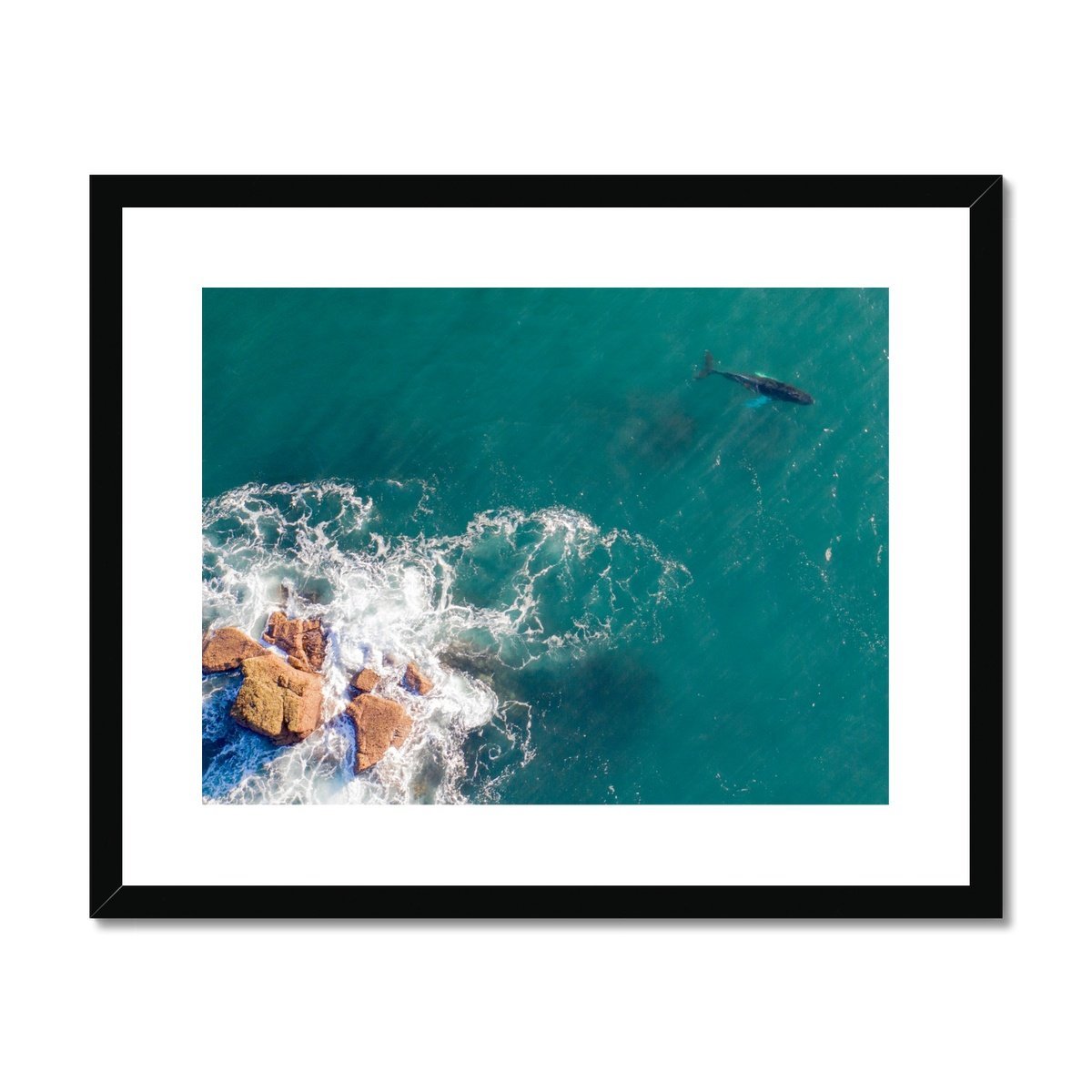 whale framed print